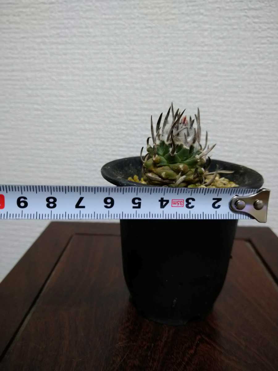 長棘昇竜丸 ＆ 輸入黒王丸（コピアポア）、谷田貝大疣銀冠玉