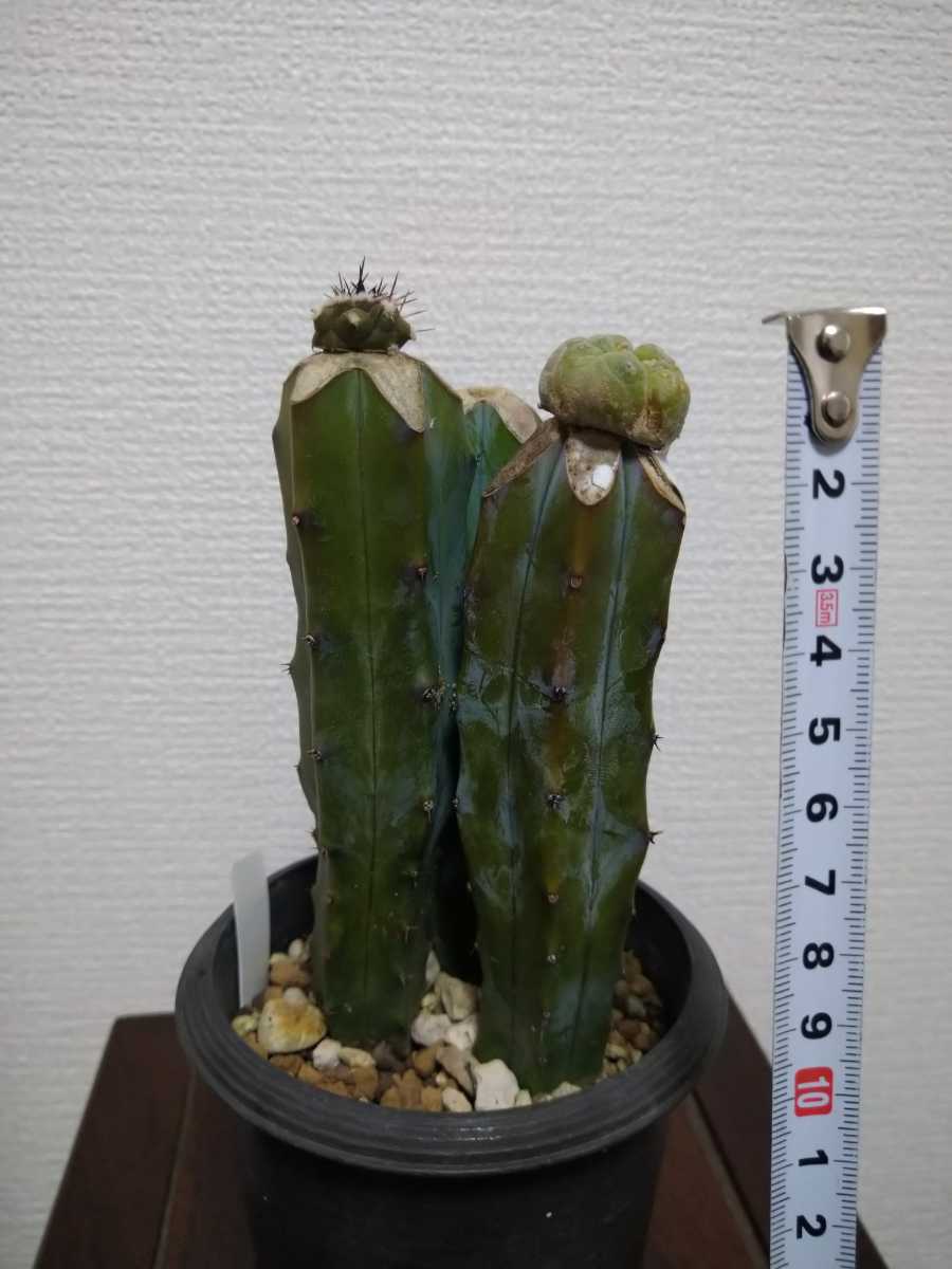 長棘昇竜丸 ＆ 輸入黒王丸（コピアポア）、谷田貝大疣銀冠玉