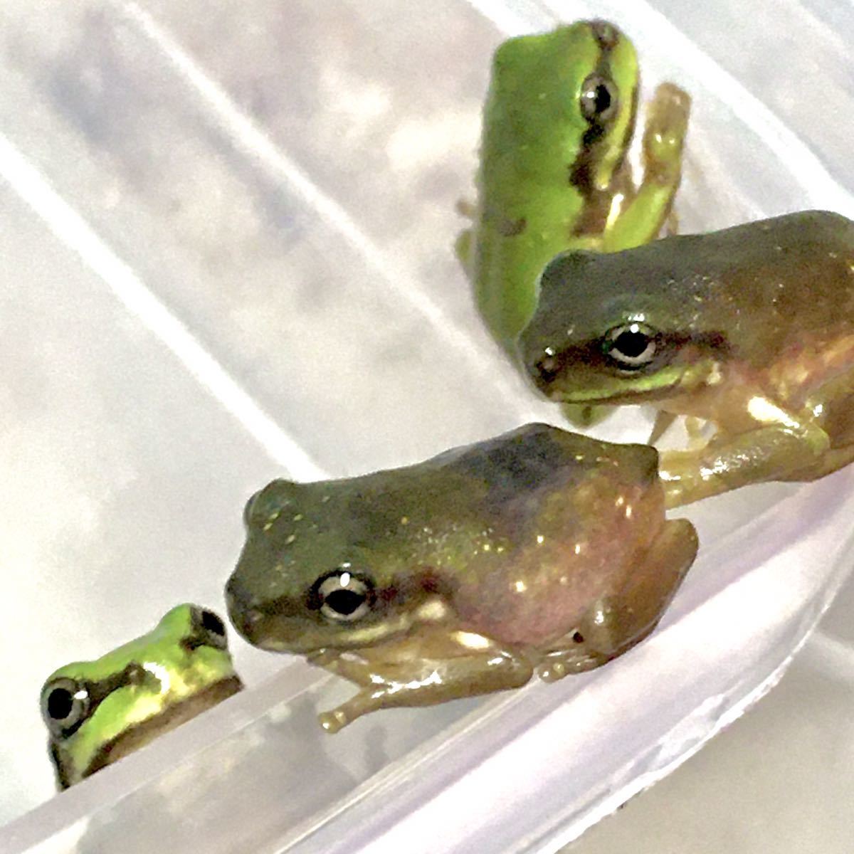 3匹セット 超良血統ベビー スカイブルーに変化 イエアメガエル スカイブルー同士から生まれた子達 カエル 売買されたオークション情報 Yahooの商品情報をアーカイブ公開 オークファン Aucfan Com