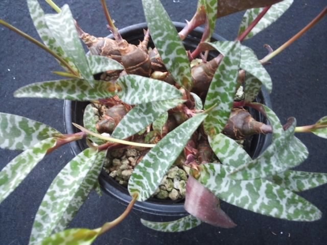 レデボウレア ソシアリス 飛び出せ ビオラセア 豹紋 寄せ植え 抜き苗