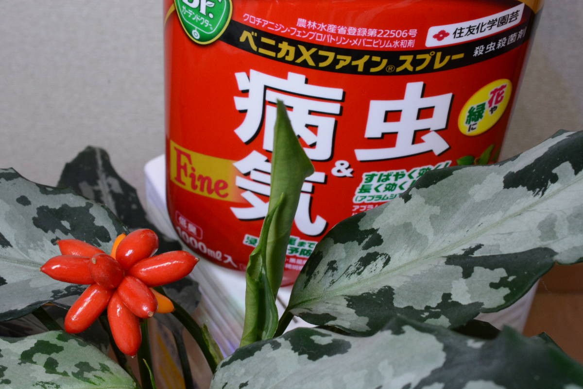種ガチャ アグラオネマ ピクタム オリジナル交配の種１粒 La便ネームド株 銀戦車 アンダマン Aglaonema Pictum 観葉植物 売買されたオークション情報 Yahooの商品情報をアーカイブ公開 オークファン Aucfan Com