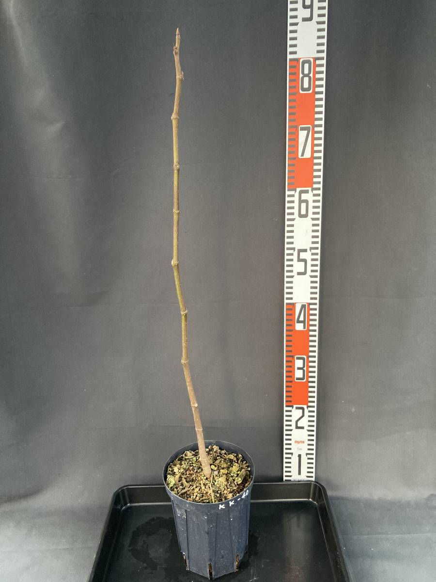 苗木・植木 m*y様 いちじく 苗 black madeira kk