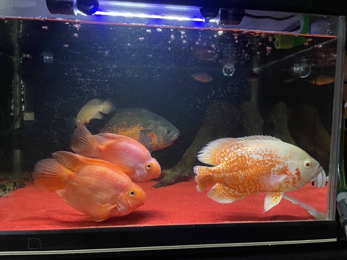 引取限定 パロットファイヤー 約10センチ 大型魚 アロワナ ポリプテルス その他 売買されたオークション情報 Yahooの商品情報をアーカイブ公開 オークファン Aucfan Com