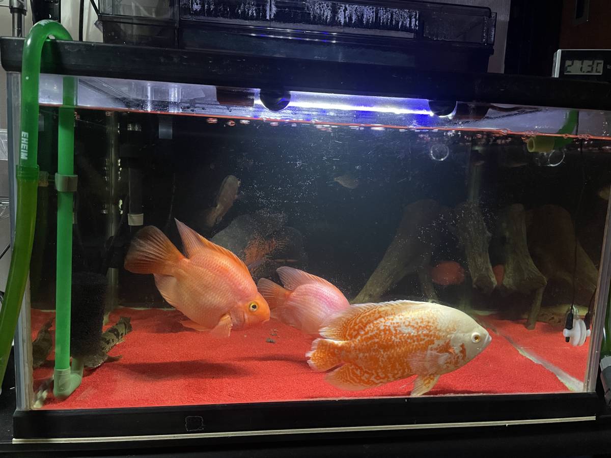 引取限定 パロットファイヤー 約10センチ 大型魚 アロワナ ポリプテルス その他 売買されたオークション情報 Yahooの商品情報をアーカイブ公開 オークファン Aucfan Com