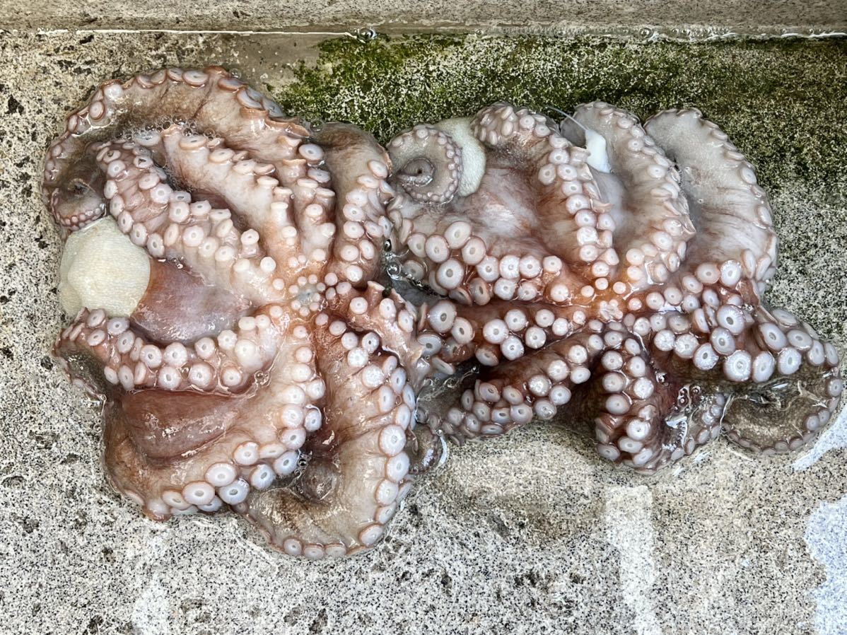 1円 たこ タコ 生真だこ 2杯 兵庫県 淡路島産 活冷凍 中サイズ 内蔵 墨処理済 約1260g 処理前 約1380g ヤマト冷凍便60サイズ タコ 売買されたオークション情報 Yahooの商品情報をアーカイブ公開 オークファン Aucfan Com