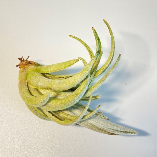 Dyckia BSF3 D005 (Brittle Star F3 Selected Clone) ディッキア