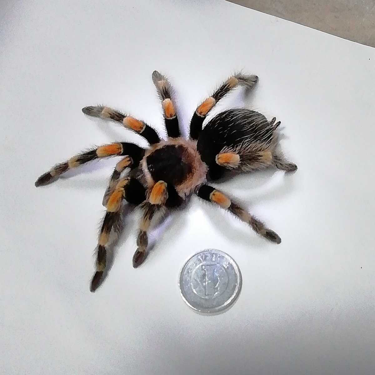 タランチュラ メキシカンレッドニー 若い亜成体 確定雌個体】(虫類 