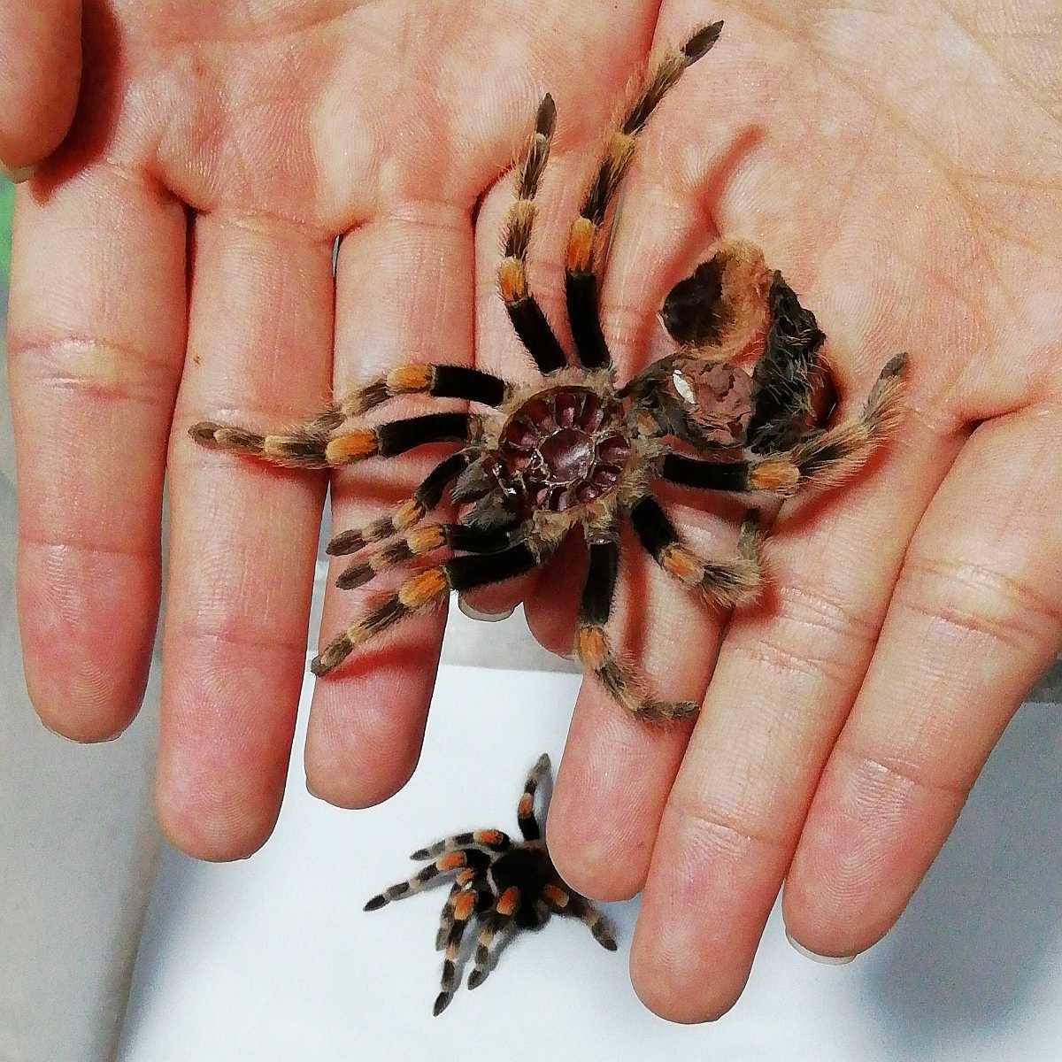 タランチュラ メキシカンレッドニー 若い亜成体 確定雌個体】(虫類 