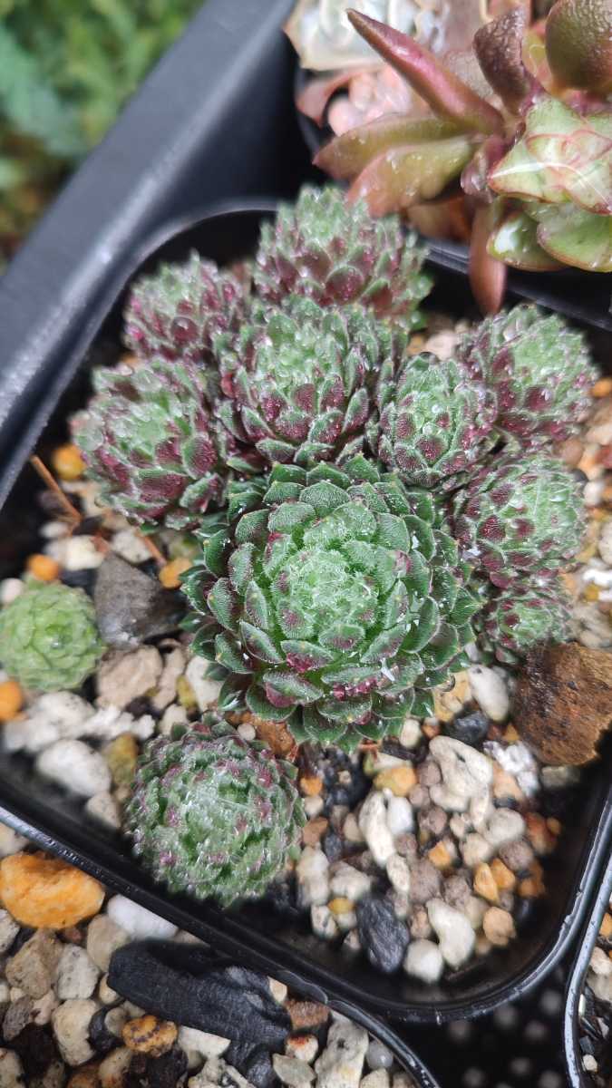 センペルビウム 巻絹 Sempervivum 多肉植物 苗 Fodexpo Com Co センペルビウム 巻絹 Sempervivum 多肉植物 苗 Fodexpo Com Co