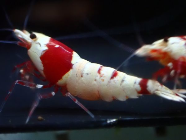 進撃のエビちゃんねる レッドビーシュリンプ匹 日の丸モスラ限定 激選 ハイグレード 同梱不可 ビーシュリンプ 売買されたオークション情報 Yahooの商品情報をアーカイブ公開 オークファン Aucfan Com