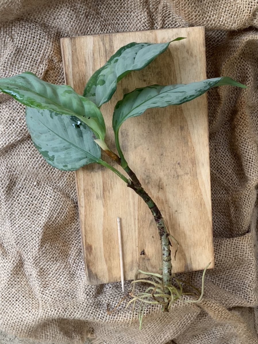 美種！】アグラオネマ ネブローサムトリカラー 西カリマンタン産(観葉  