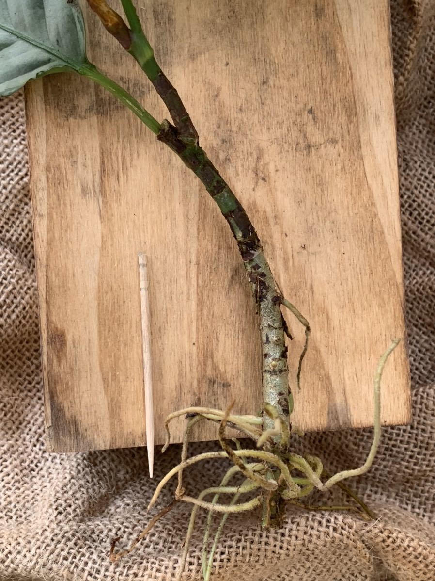 美種！】アグラオネマ ネブローサムトリカラー 西カリマンタン産(観葉  