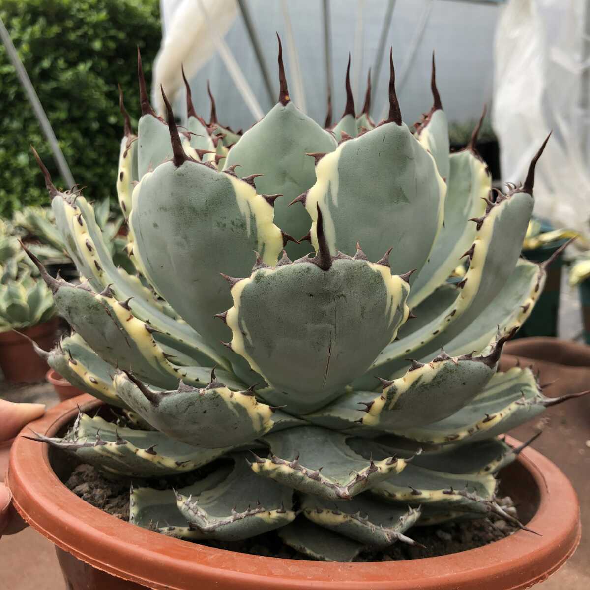アガベ 吉祥冠錦 Agave 'Kisshoukan Nishiki'発根済み アガベ 吉祥冠錦
