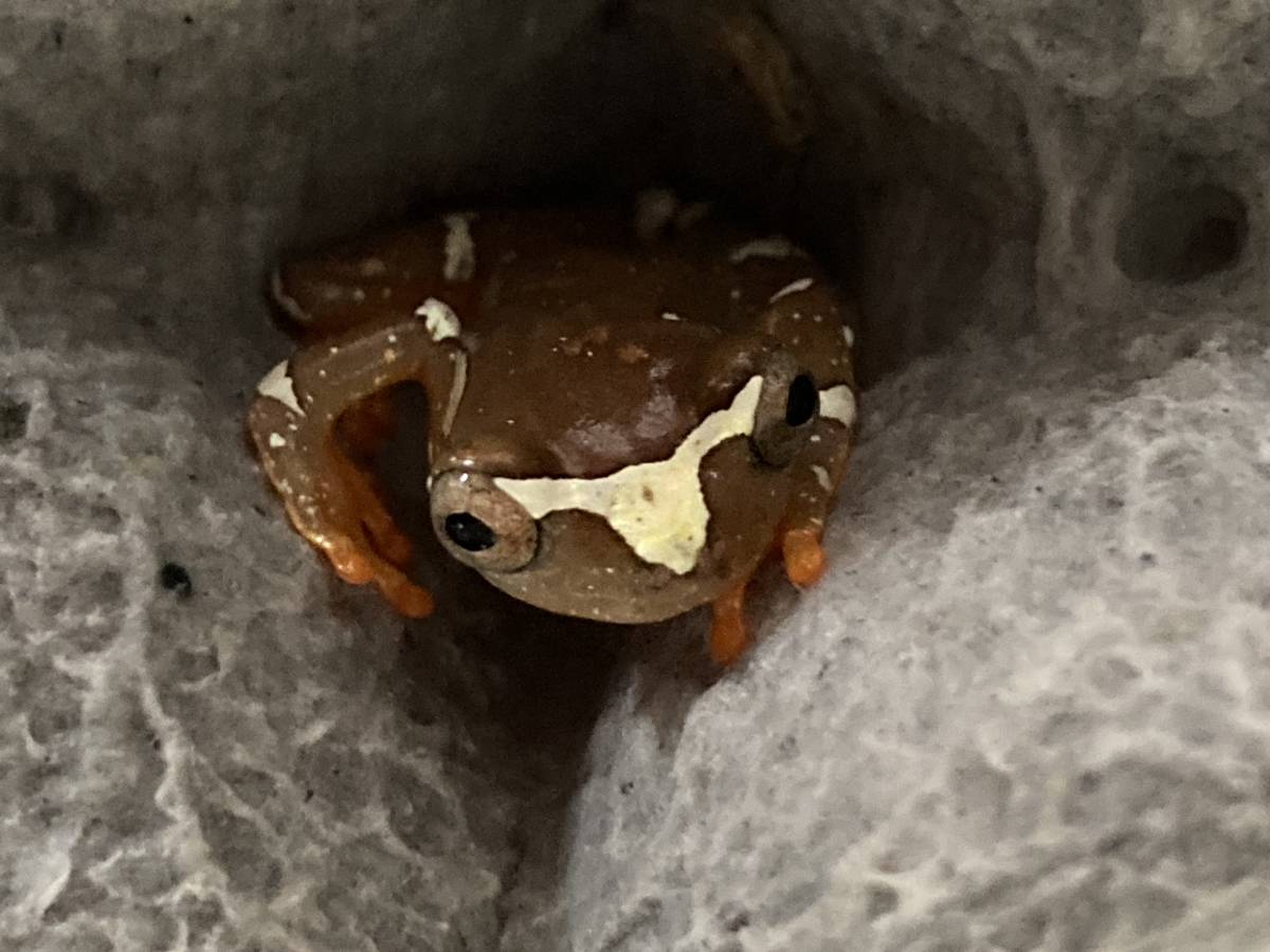 シェリーブサラヤクアマガエル １匹 の価格 カエル 売買されたオークション情報 Yahooの商品情報をアーカイブ公開 オークファン Aucfan Com