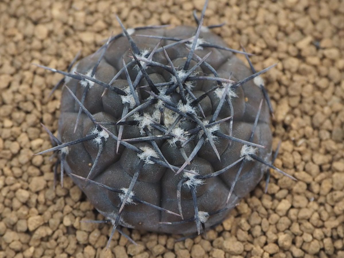 Rr 黒いサボテン ギムノ エスペランザエ Fn付 Gymnocalycium Esperanzae Vos 1791 1株 21輸入実生苗 サボテン 売買されたオークション情報 Yahooの商品情報をアーカイブ公開 オークファン Aucfan Com