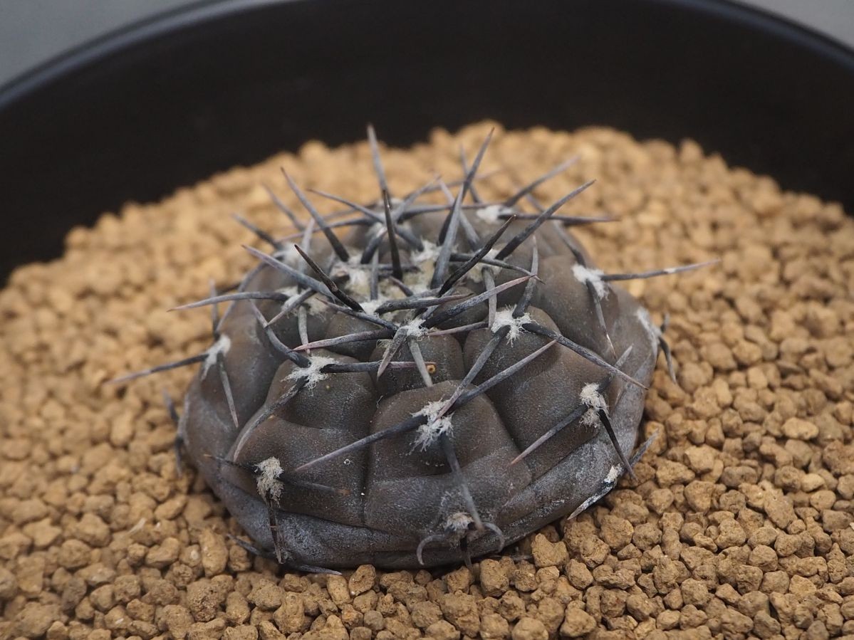 Rr 黒いサボテン ギムノ エスペランザエ Fn付 Gymnocalycium Esperanzae Vos 1791 1株 21輸入実生苗 サボテン 売買されたオークション情報 Yahooの商品情報をアーカイブ公開 オークファン Aucfan Com
