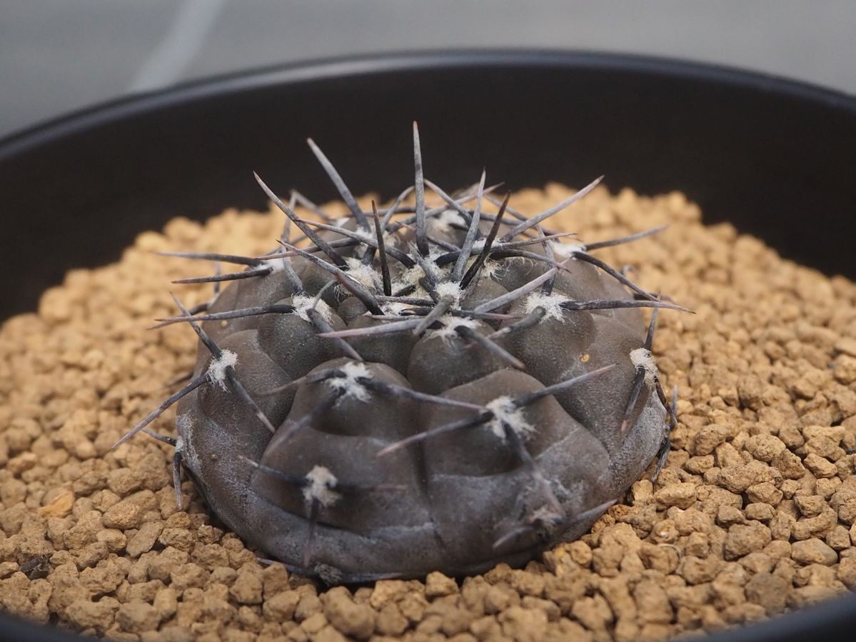 Rr 黒いサボテン ギムノ エスペランザエ Fn付 Gymnocalycium Esperanzae Vos 1791 1株 21輸入実生苗 サボテン 売買されたオークション情報 Yahooの商品情報をアーカイブ公開 オークファン Aucfan Com
