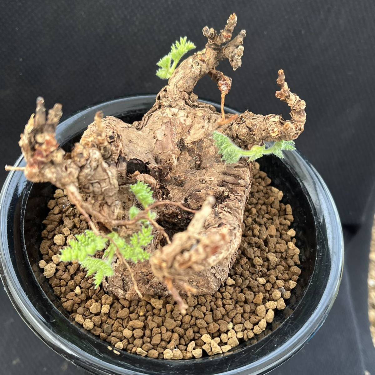 ☆塊根植物・多肉植物☆806☆ Pelargonium triste ペラルゴニウム  