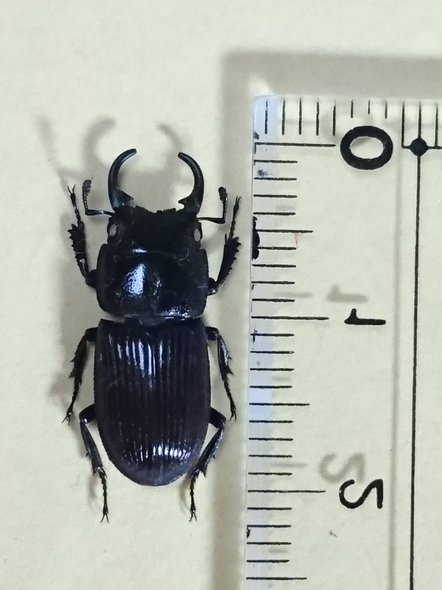 標本「アマミネブトクワガタ」WF0♂ 約19.5mm 奄美大島産 2016年自己