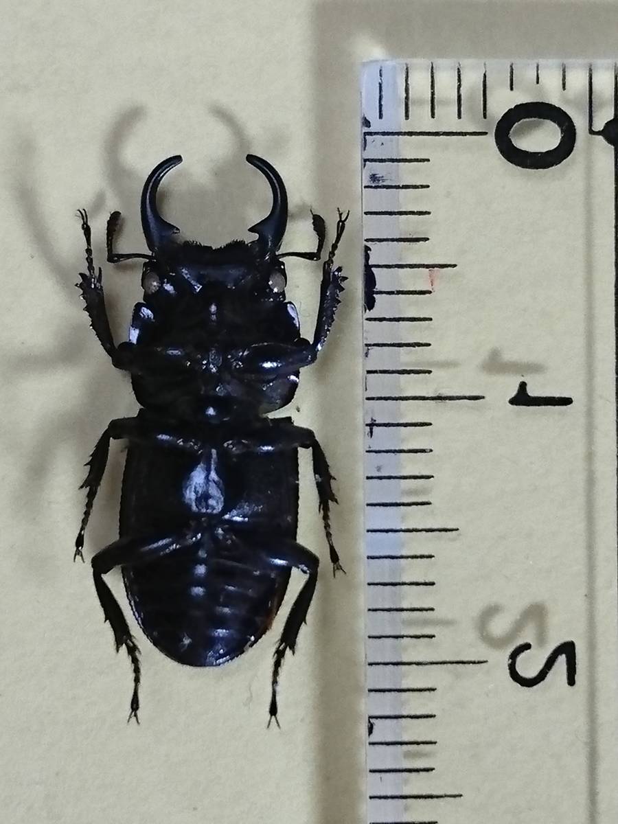 標本「アマミネブトクワガタ」WF0♂ 約19.5mm 奄美大島産 2016年自己