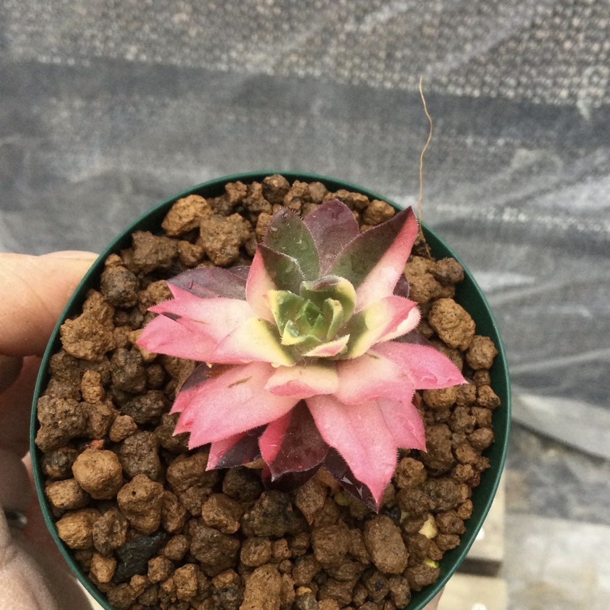 センペルビウム 多肉植物｜Yahoo 斑入り - ストライカー錦』7番 錦