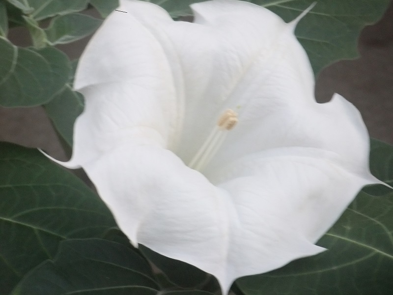 純白 大輪 曼陀羅華粒 アメリカチョウセンアサガオ ダチュラ 朝鮮朝顔 まんだらげ その他 売買されたオークション情報 Yahooの商品情報をアーカイブ公開 オークファン Aucfan Com