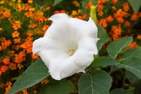 純白 大輪 曼陀羅華粒 アメリカチョウセンアサガオ ダチュラ 朝鮮朝顔 まんだらげ その他 売買されたオークション情報 Yahooの商品情報をアーカイブ公開 オークファン Aucfan Com