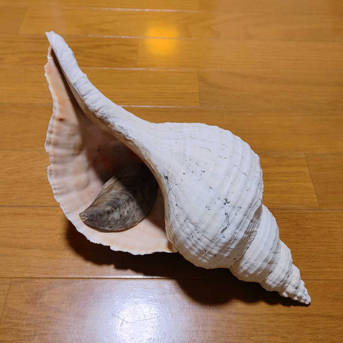 リーブダイオウイトマキボラ 少産種 貝殻 標本(科学、自然)｜売買され