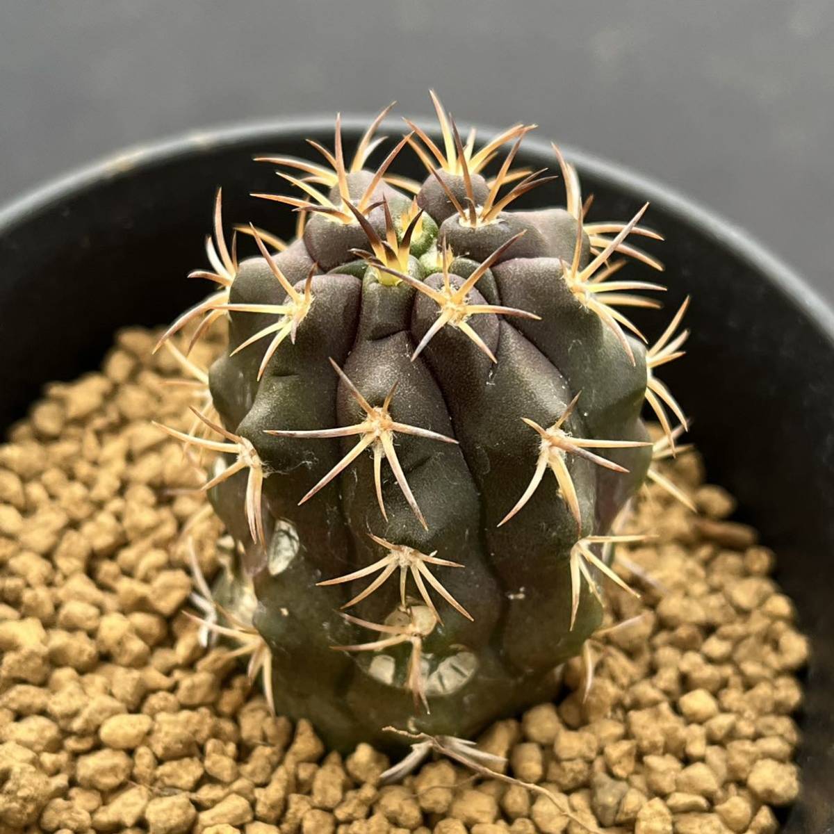 ☆サボテン・多肉植物☆841☆ コピアポア デュラ 銅鑼丸 実生 Copiapoa