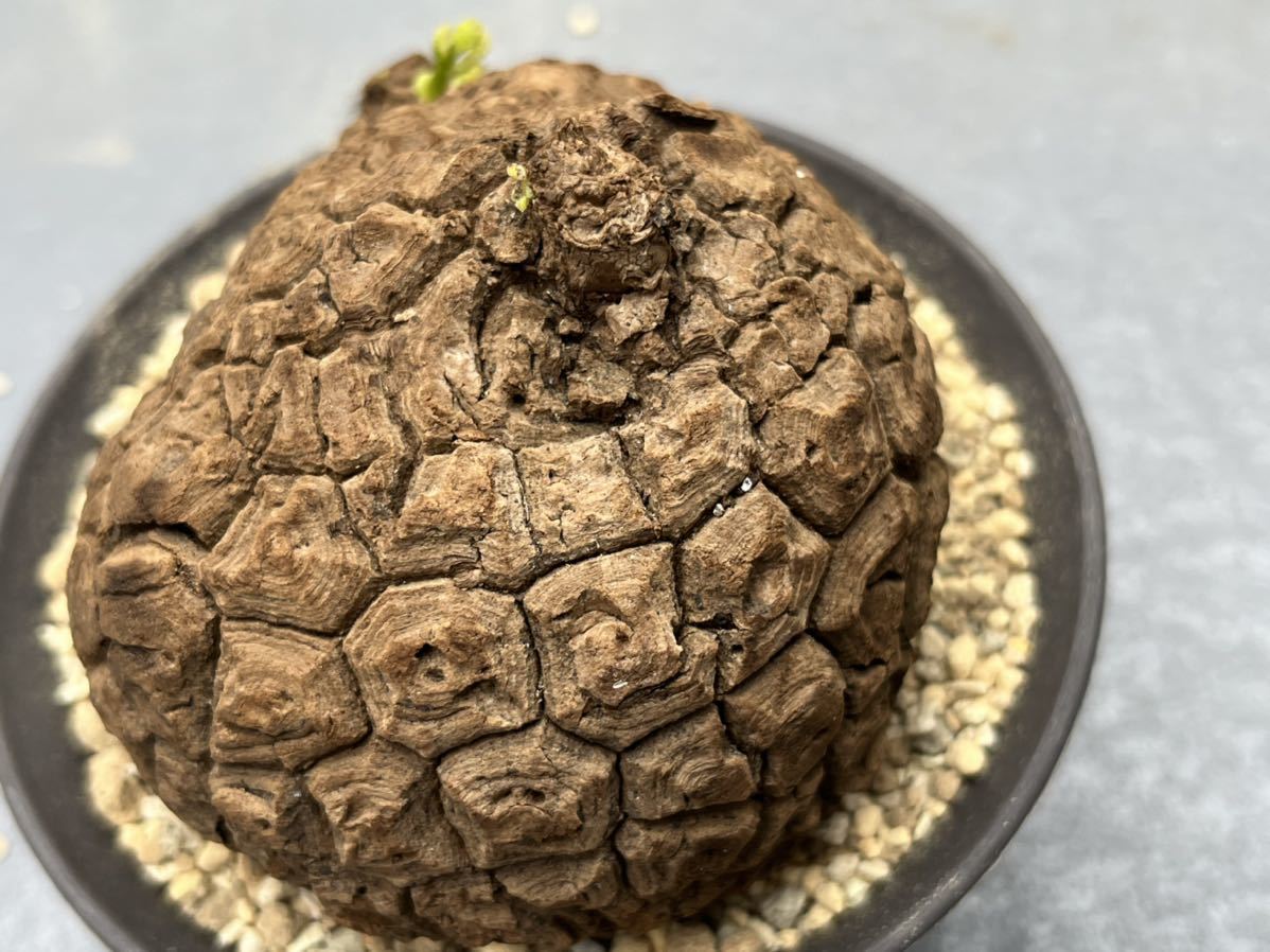 観葉植物 ステファニア スベローサ Stephania suberosa