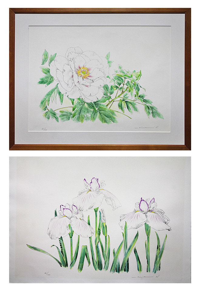 □⑤中島千波 【花の写生12葉「牡丹」「菖蒲」（額装1点 シート1枚組