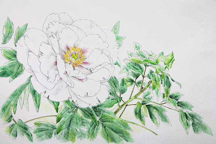□⑤中島千波 【花の写生12葉「牡丹」「菖蒲」（額装1点 シート1枚組