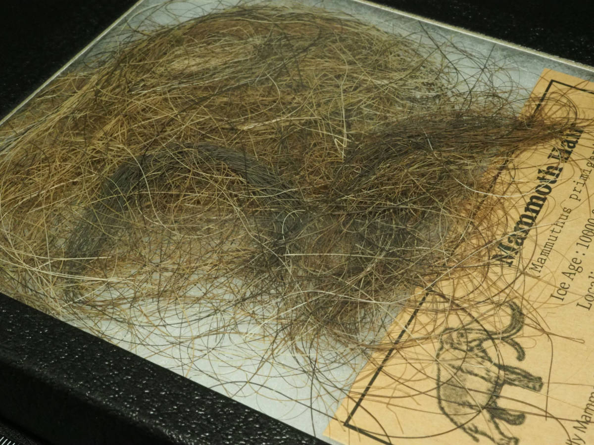 100万年前のマンモスのDNAを解読、史上最古、定説白紙に | 大量