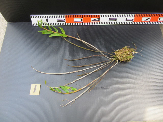 ☆山野草 - キバナノセッコク 着生蘭☆珍品 Yahoo!オークション