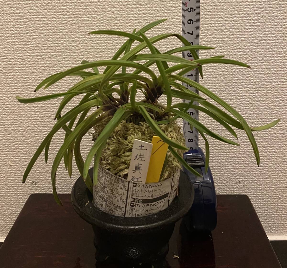 土佐舞 富貴蘭 （フウランの緑花 富貴蘭「土佐天黄」富貴蘭