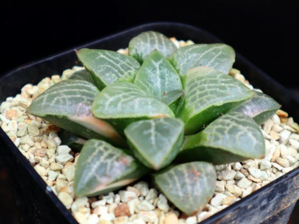 ハオルチア コレクタ錦×ムーンストーン 実生未繁殖 ハオルチア 多肉