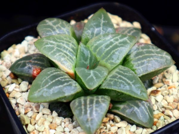 ハオルチア コレクタ錦×ムーンストーン 実生未繁殖｜観葉植物 