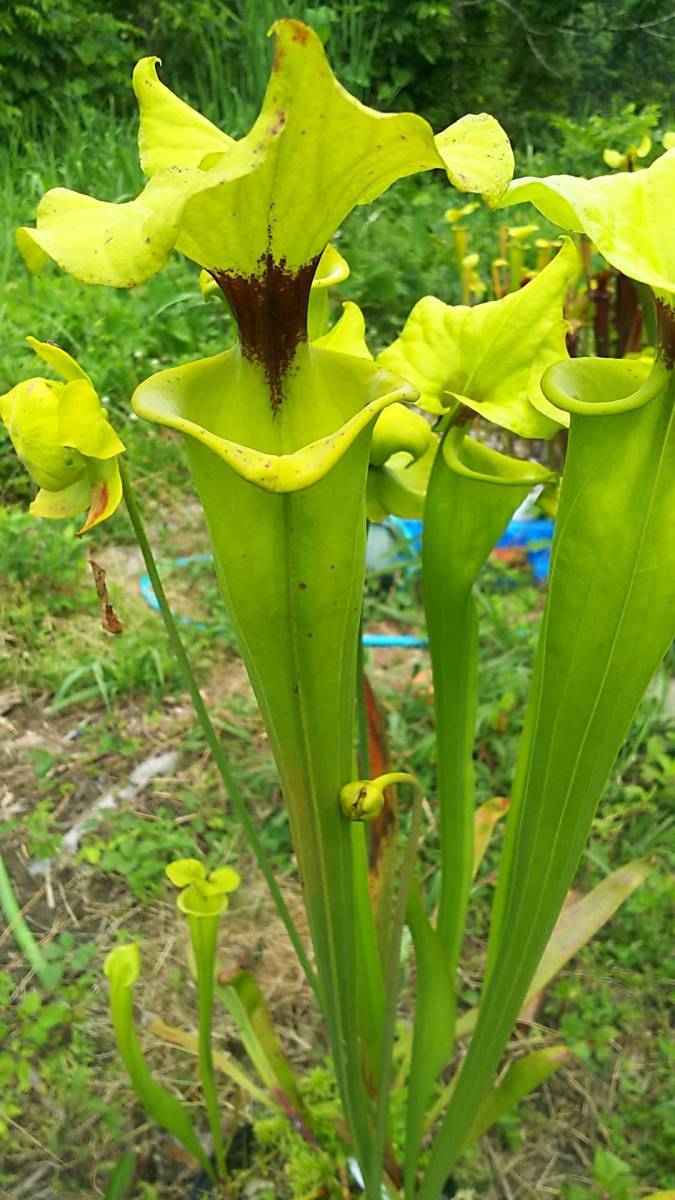 食虫植物 サラセニア フラバvar. rugelii MK F140B 株分け苗 一鉢