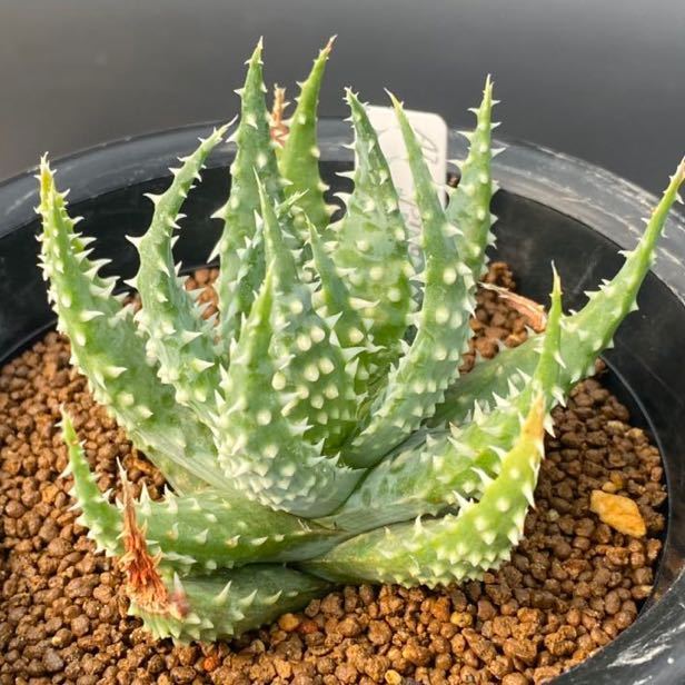○アロエ/プラテンシス 実生選抜○Aloe pratensis【08.02】 【公式通販】