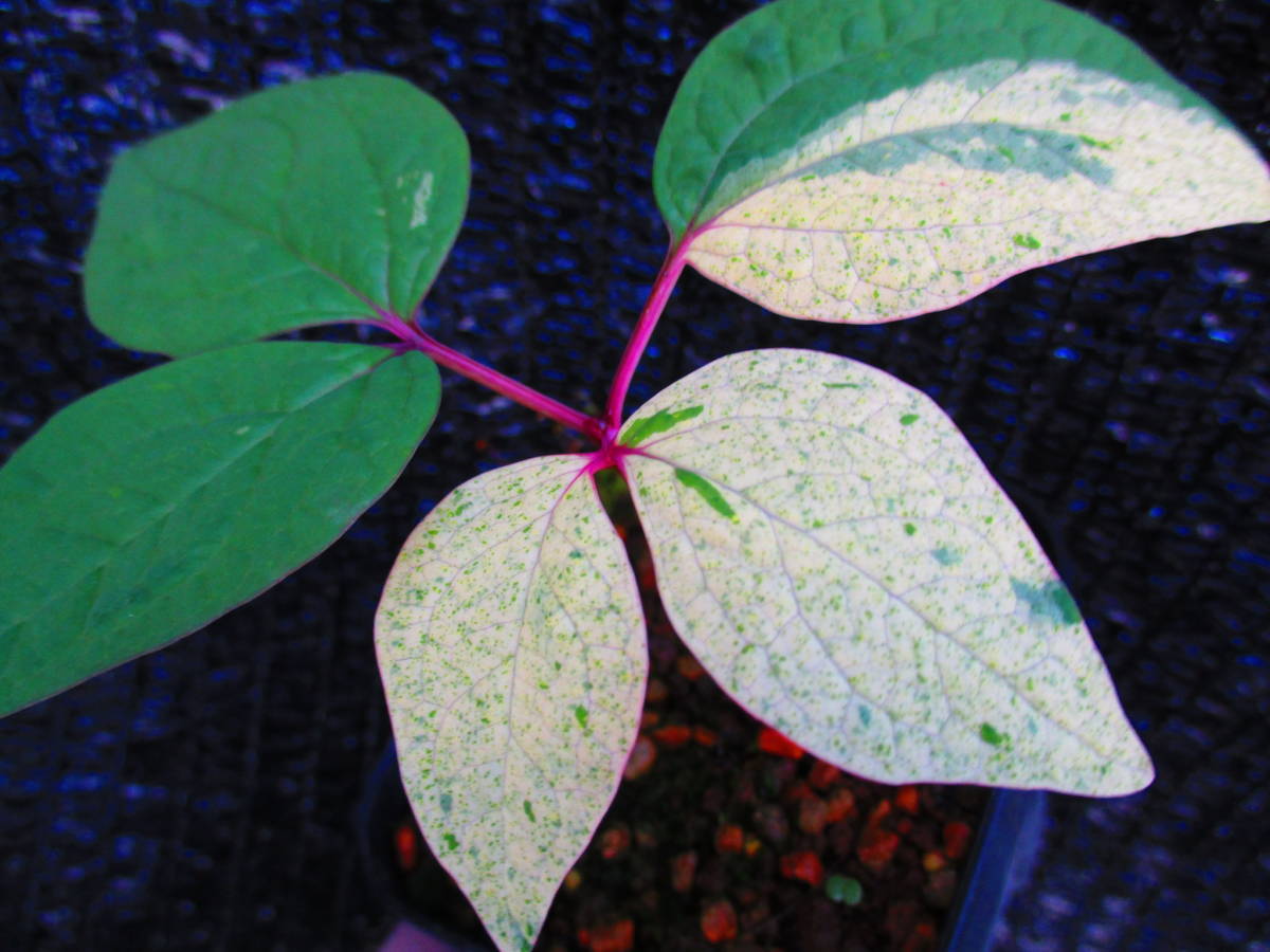 山野草 斑入り ヤマシャクヤク 大銀河 上柄 その他 売買されたオークション情報 Yahooの商品情報をアーカイブ公開 オークファン Aucfan Com