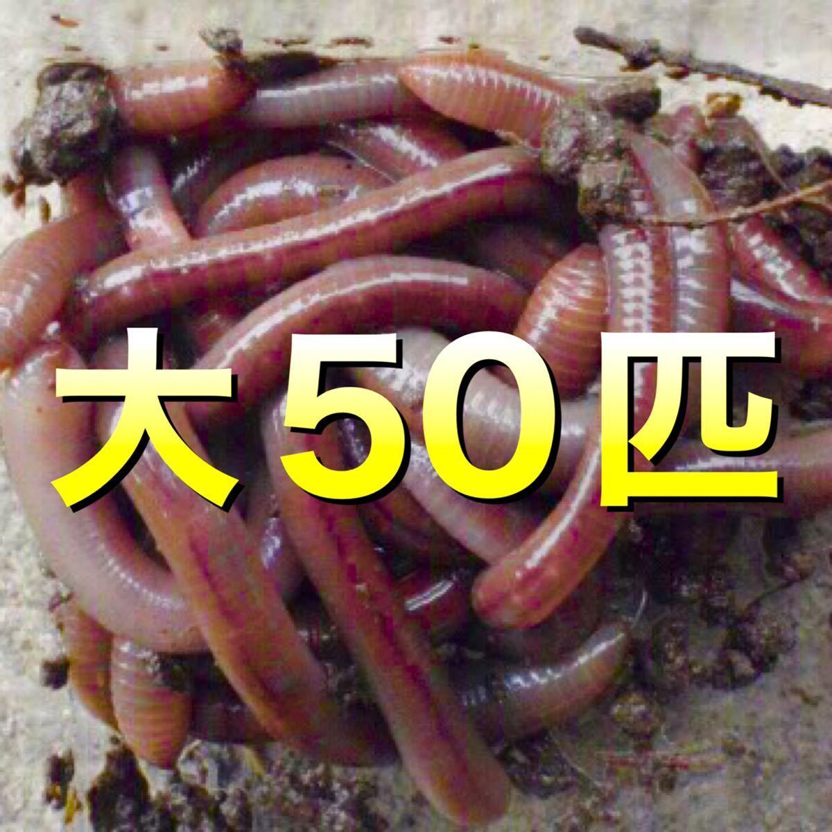 天然 ドバミミズ 水金土日のみ発送 大サイズ 50匹 ミミズ エサ 釣り餌 5 生き餌 売買されたオークション情報 Yahooの商品情報をアーカイブ公開 オークファン Aucfan Com 天然 ドバミミズ 水金土日のみ発送 大サイズ 50匹 ミミズ エサ 釣り餌 5 生き餌 売買されたオークション情報 Yahooの商品情報をアーカイブ公開 オークファン Aucfan Com