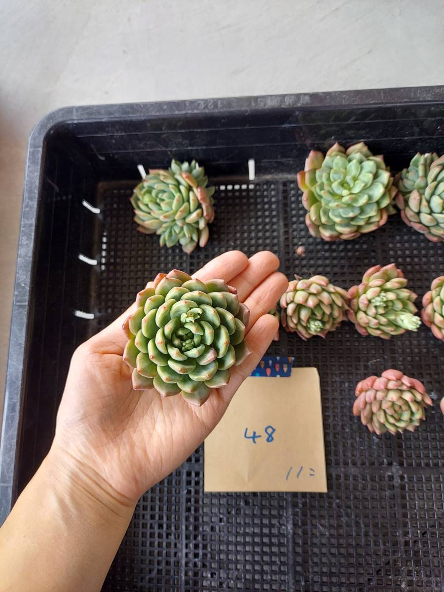 韓国多肉植物 韓国苗 エケベリア Echeveria 45- 48Green Apple