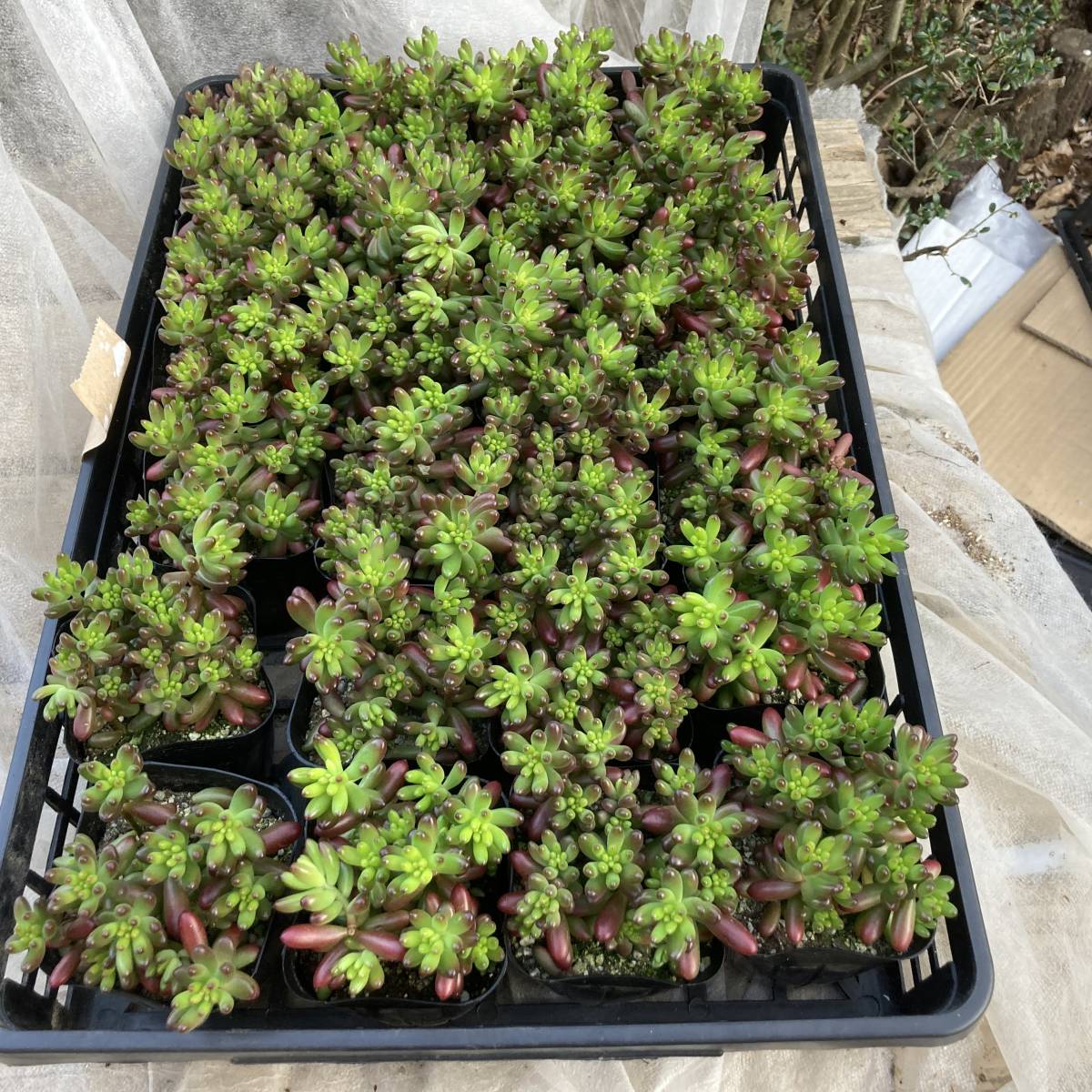 魅惑の多肉植物 数量３ セダム 虹の玉 ４ポット その他 売買されたオークション情報 Yahooの商品情報をアーカイブ公開 オークファン Aucfan Com