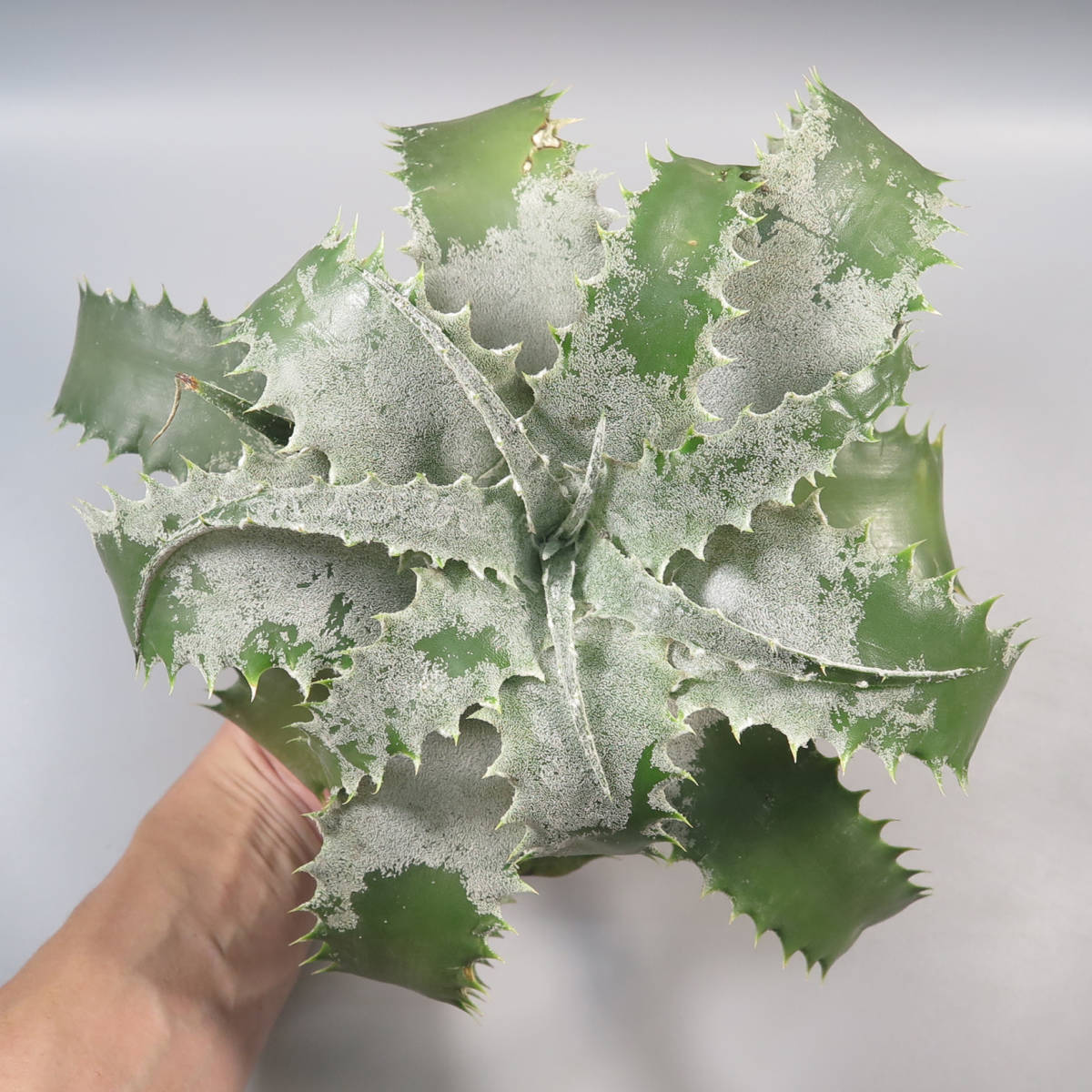 First Sale! ヘクチア ☆ Hechtia lanata seedling 巨大！ 【公式通販】