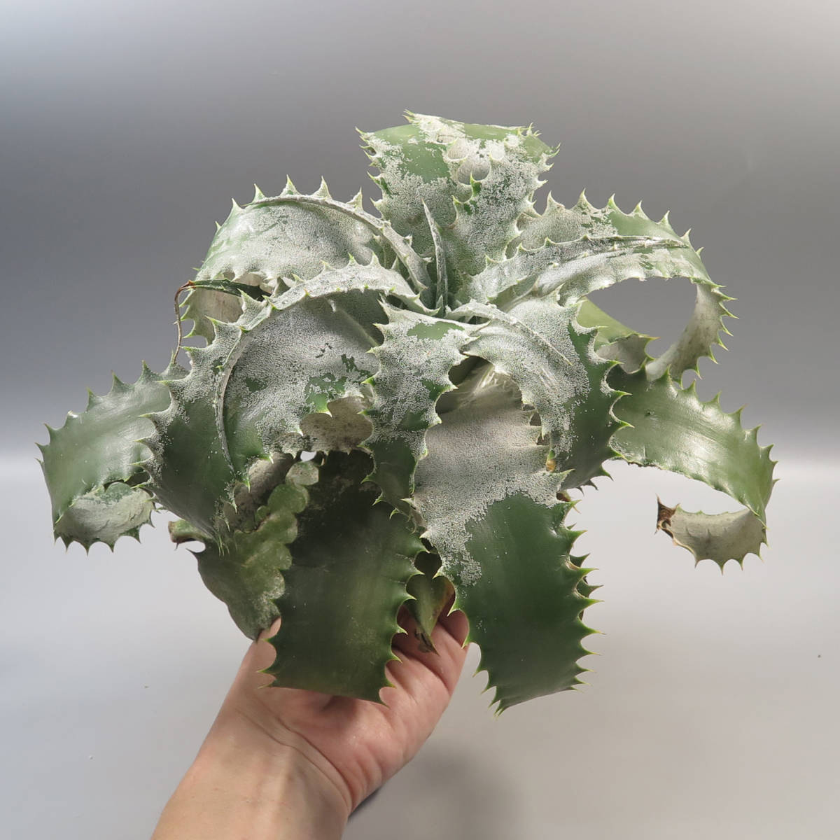 First Sale! ヘクチア ☆ Hechtia lanata seedling 巨大！ 【公式通販】