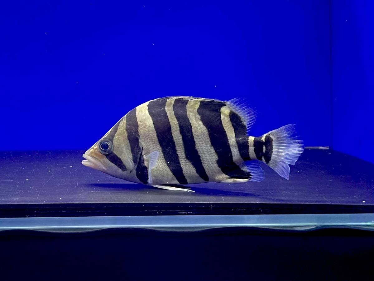ダトニオプラスワン35センチ位引き取り限定 引き取り限定 ダトニオ 