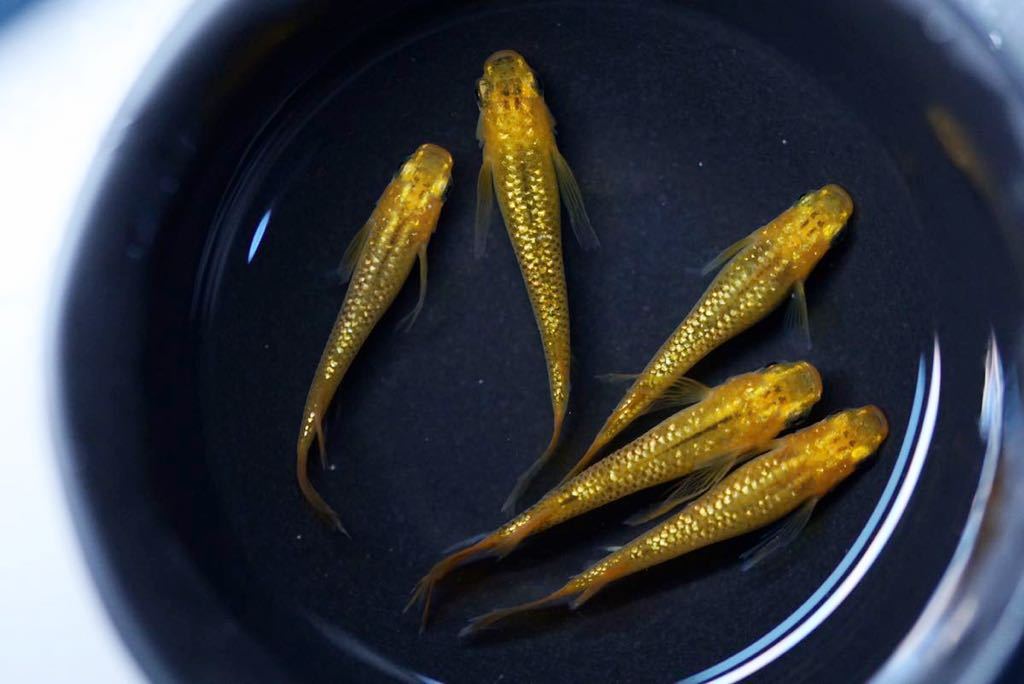 龍希メダカ レクリス 2ペア 現物 本家舞めだか様血統 Www Hoshimoto Co Jp