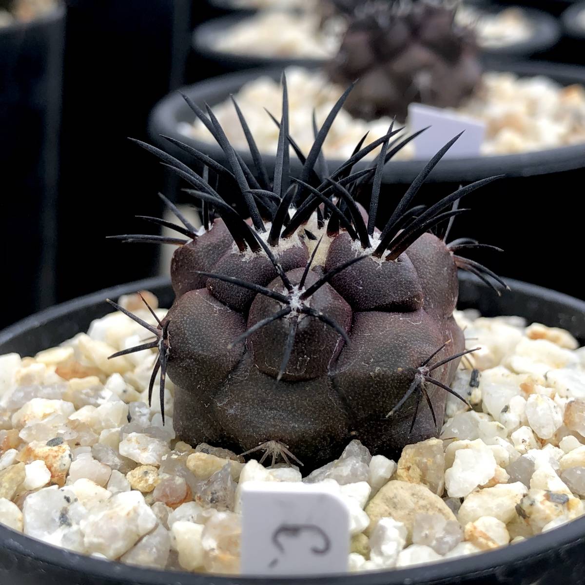 コピアポア グリセオビオラセア 栗星玉 Copiapoa griseoviolacea