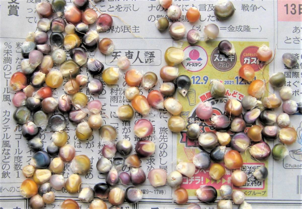レインボーコーン 虹色 七色とうもろこし グラスジェムコーン 種子１００粒 楽しいポップコーン 野菜 売買されたオークション情報 Yahooの商品情報をアーカイブ公開 オークファン Aucfan Com