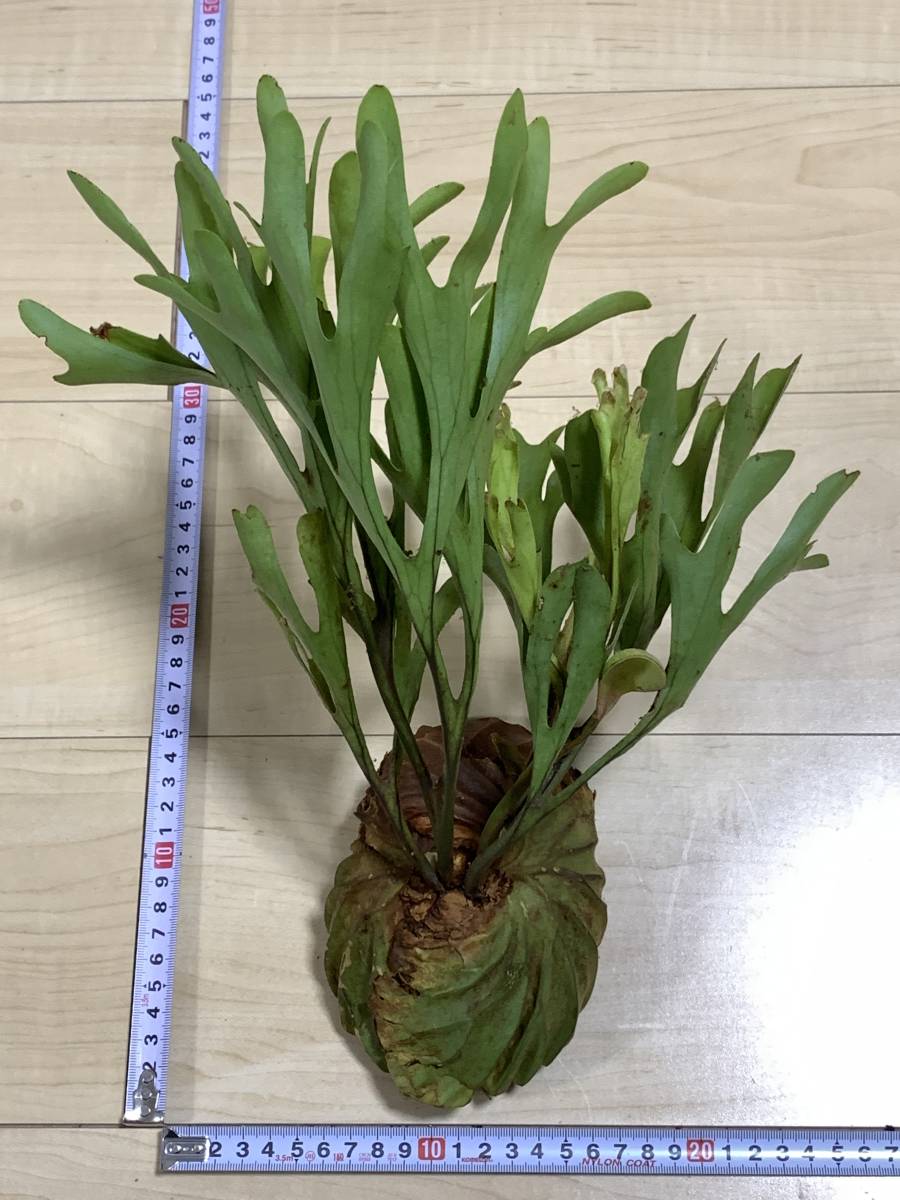43 Platycerium Ridleyi Wild 4 15輸入 現地株 未順化 抜き苗 中部カリマンタン産 プラティケリウム ビカクシダ コウモリラン 売買されたオークション情報 Yahooの商品情報をアーカイブ公開 オークファン Aucfan Com
